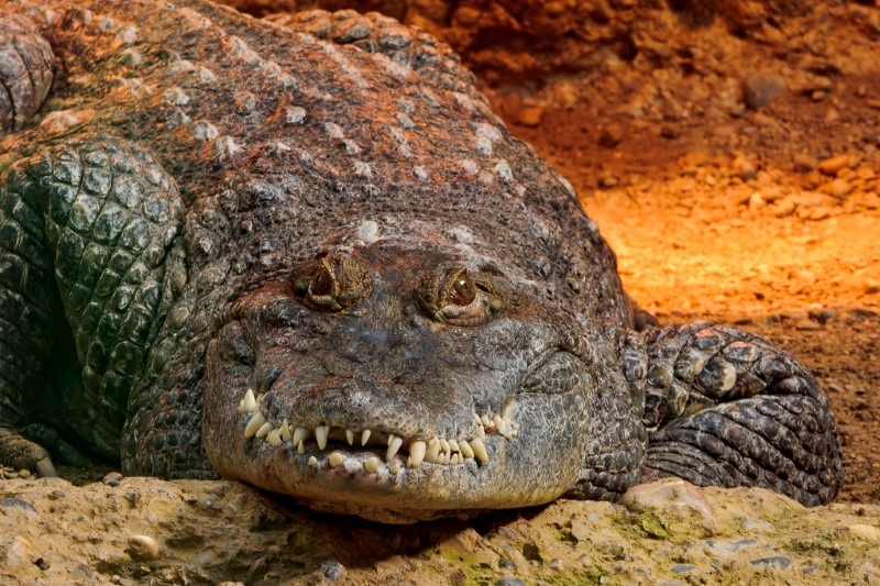mean-crocodile