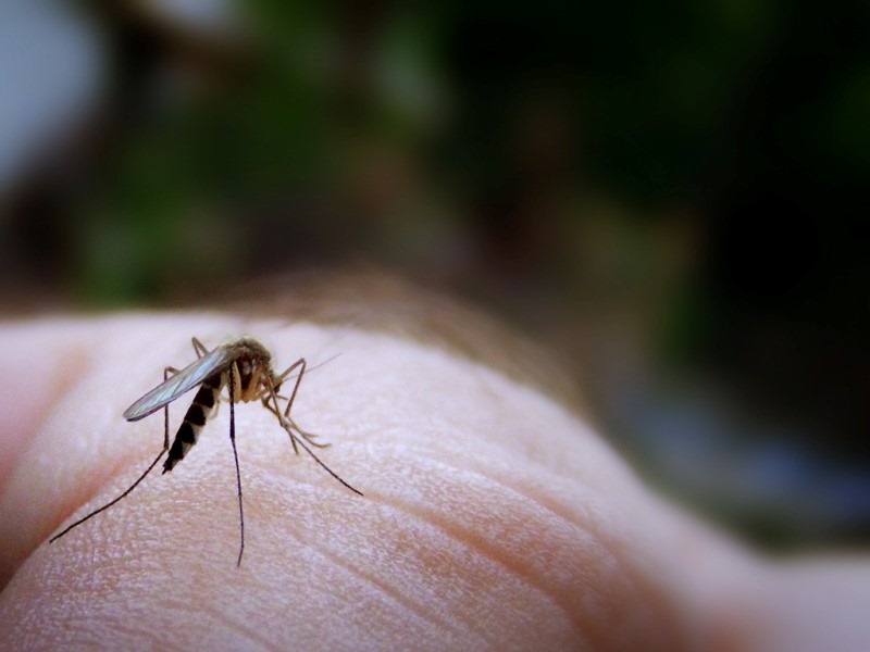 mosquito-attack