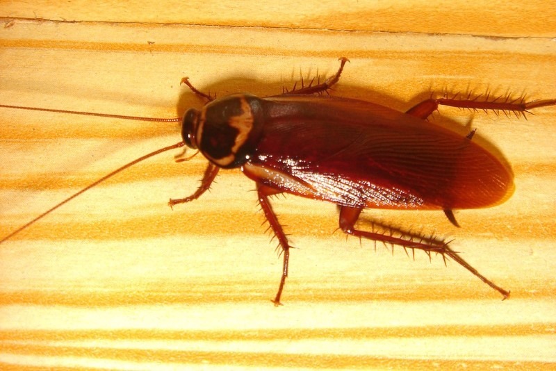 the-cockroach