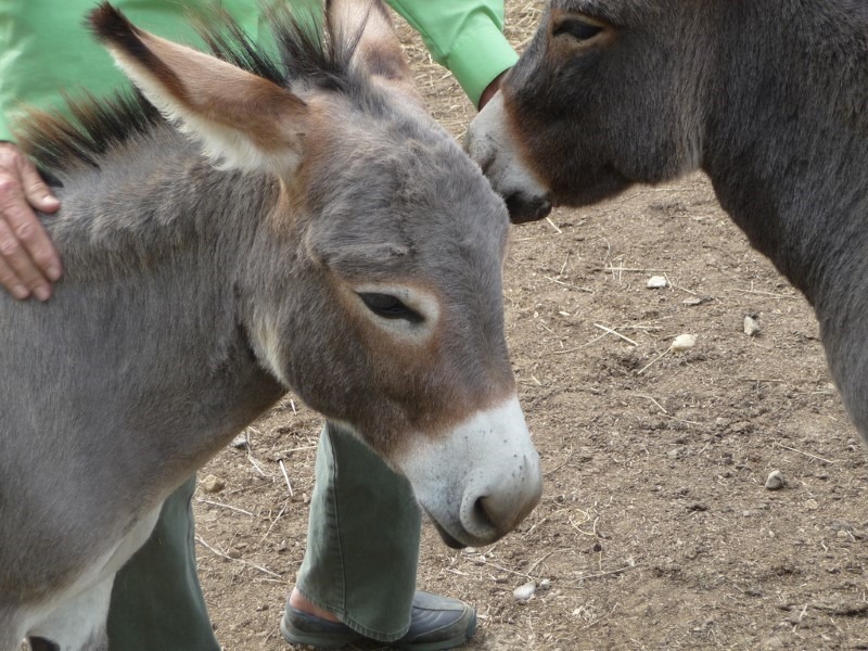 mini-donkey