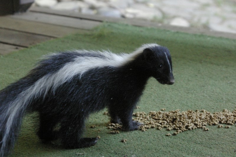 8 Unusual Pet Choices Odd or What? Page 8