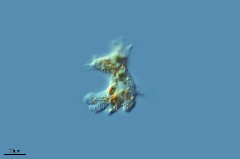 amoeba