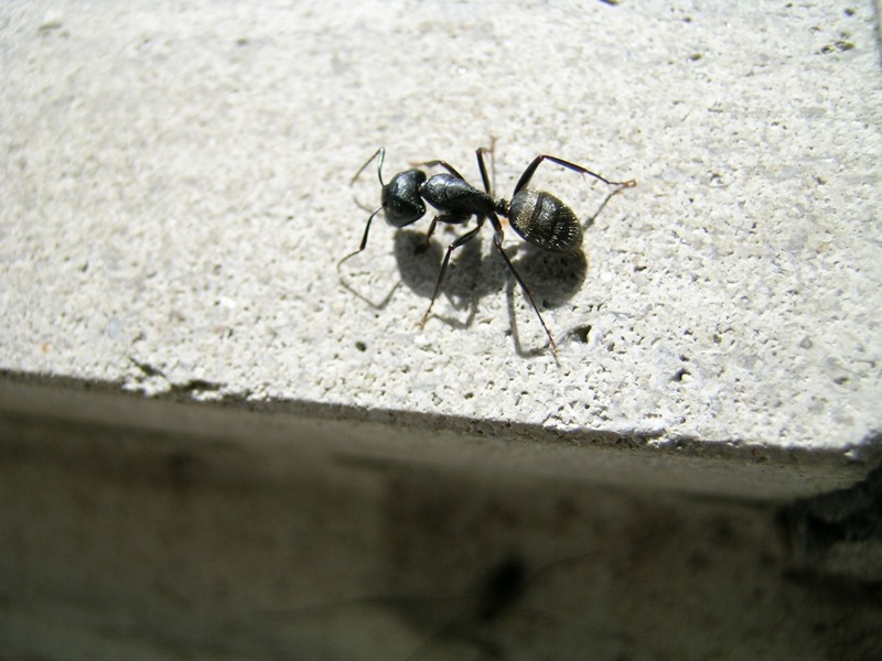 ant