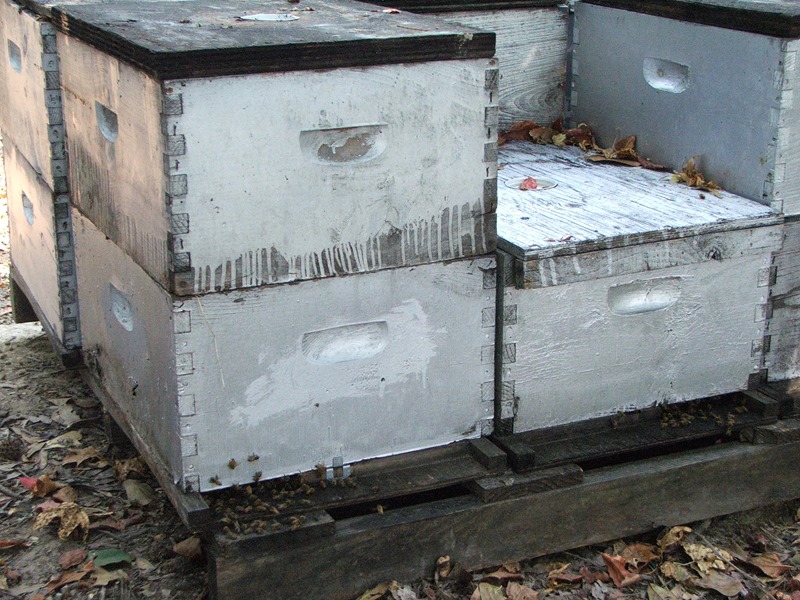 beehive