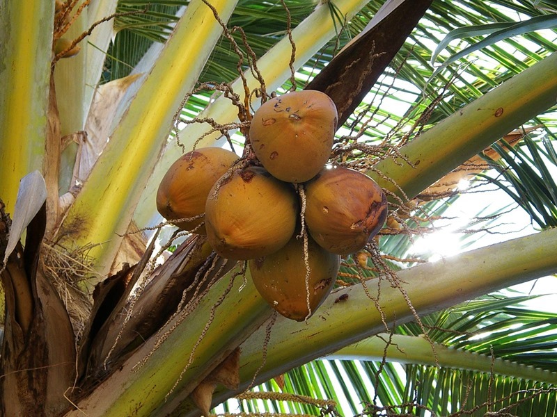 coconuts