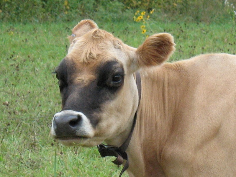 cow