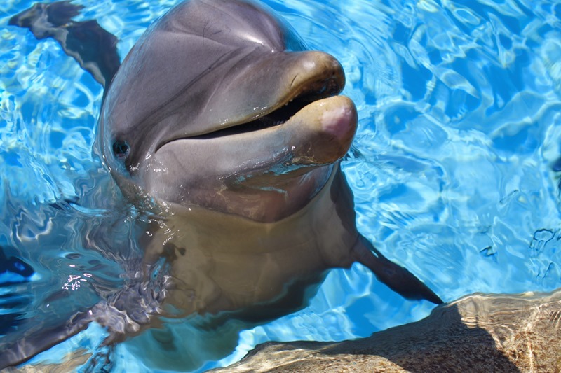 dolphin