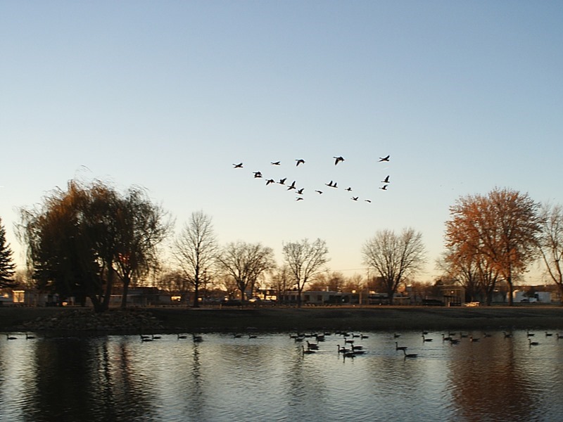 Geese