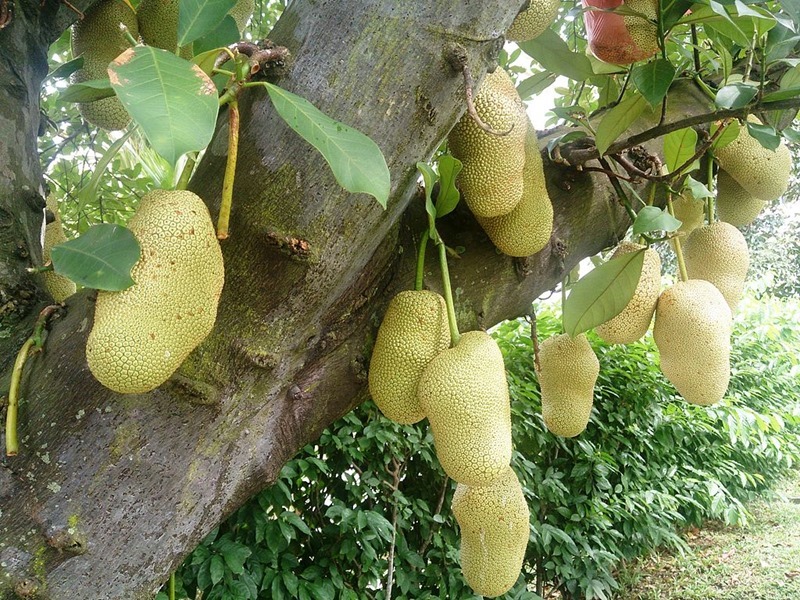 jackfruit