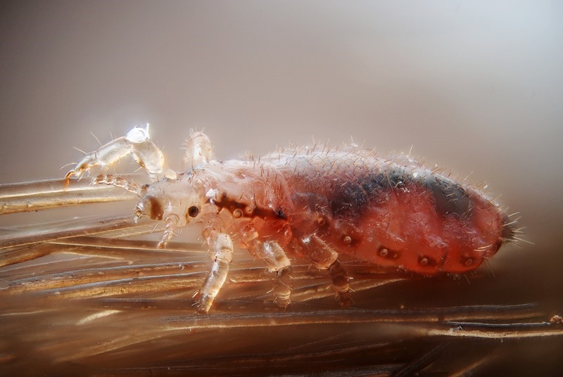 louse