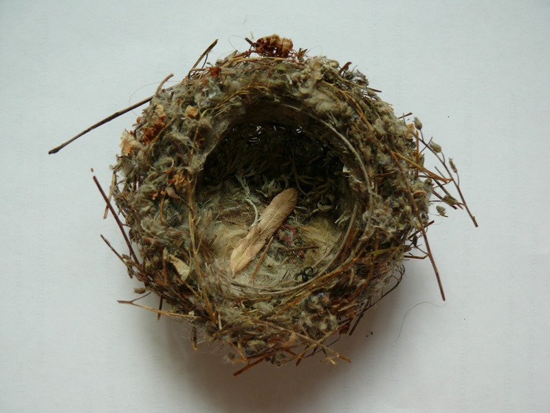 nest