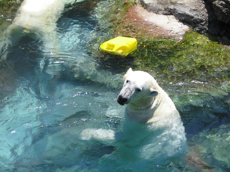 polar-bear