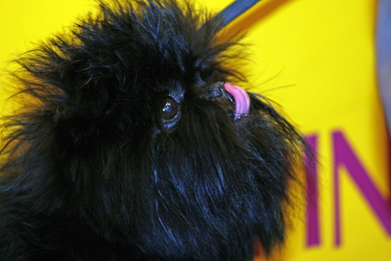affenpinscher