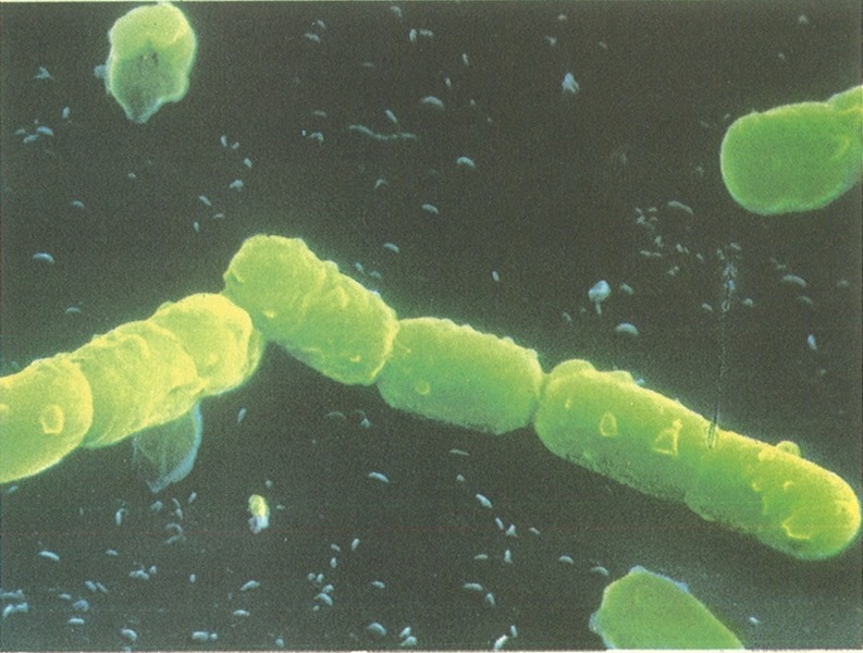 bacteria bacteria