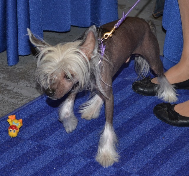 chinese-crested