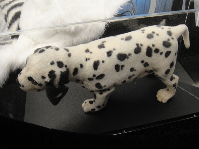dalmatian