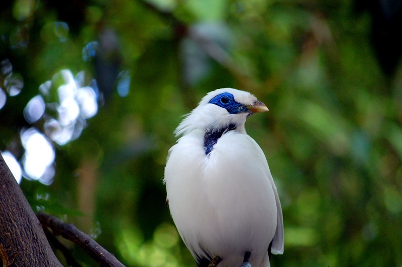 mynah