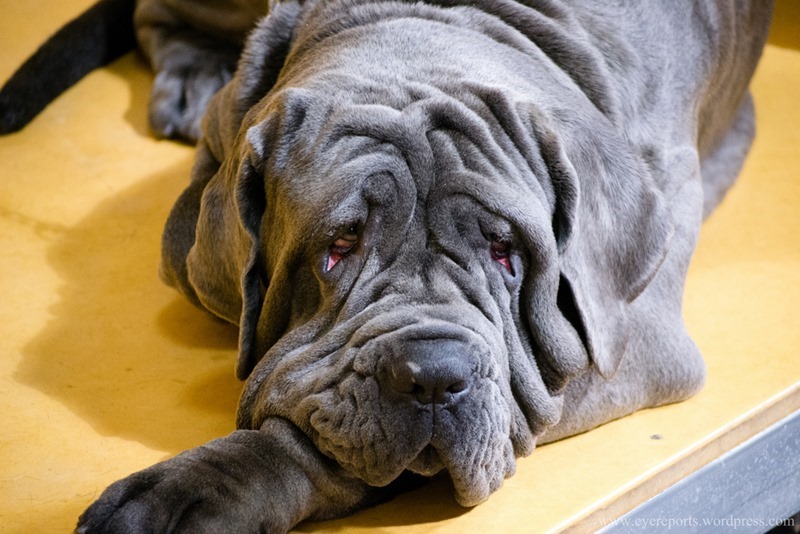 neapolitan-mastiff neapolitan-mastiff