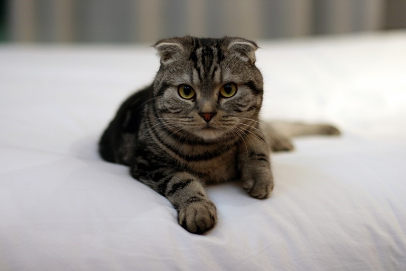 scottish-fold