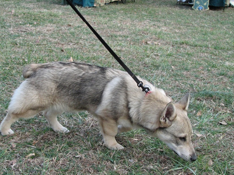 swedish-vallhund