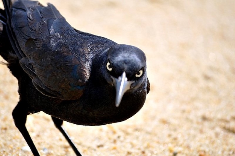 angry-bird angry-bird