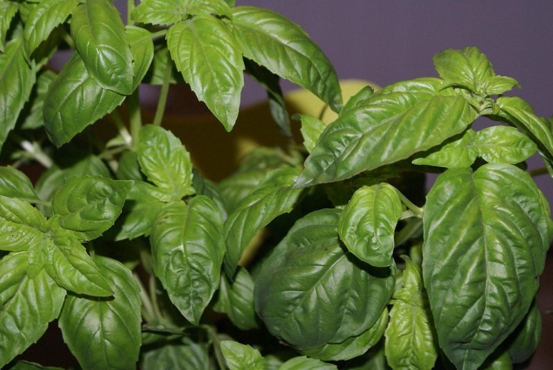 basil basil