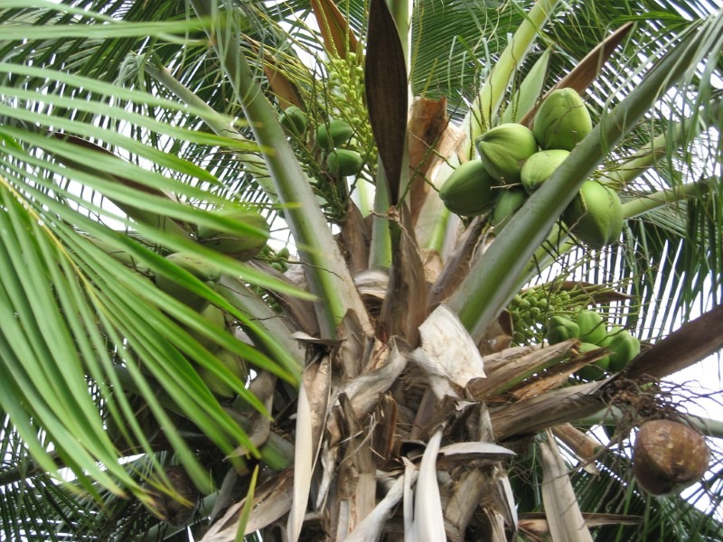 coconuts