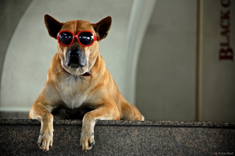 cool-dog