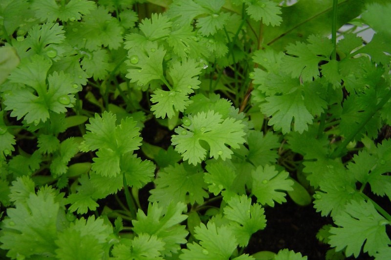 coriander