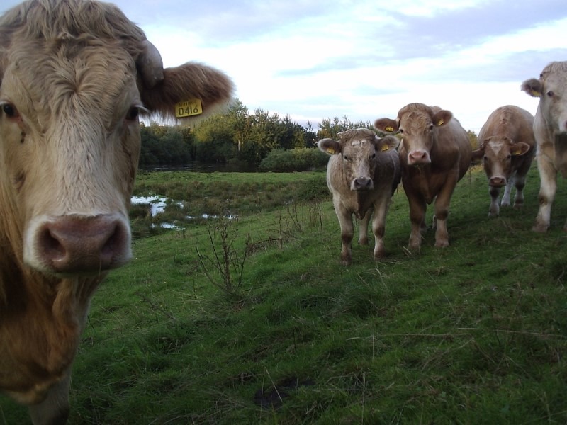 cow-looking-guilty