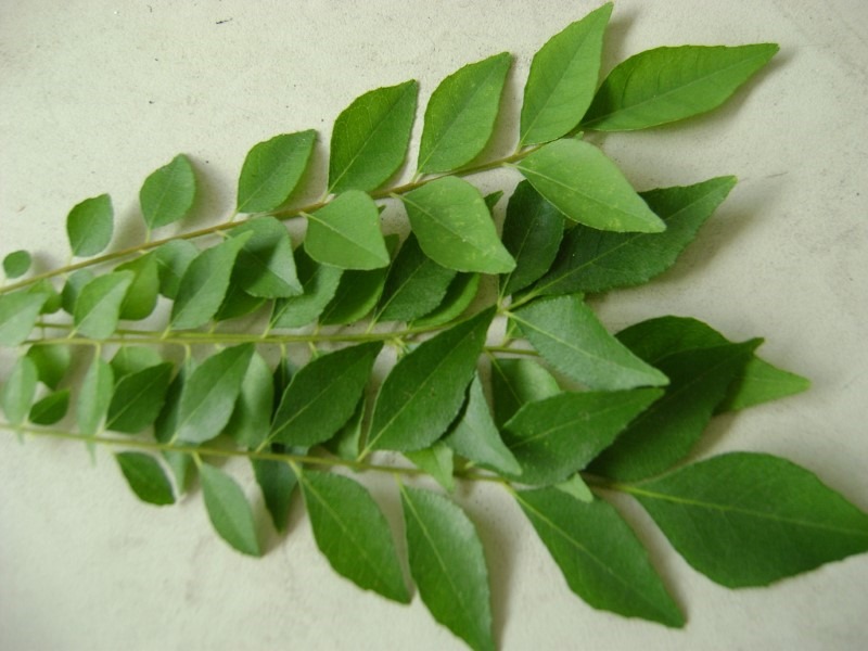 curry-leaf