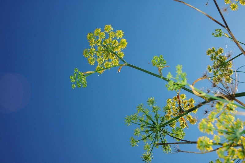 fennel-plant