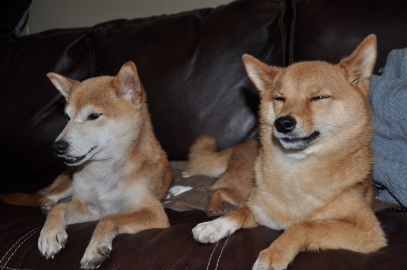 gone-to-the-doges gone-to-the-doges