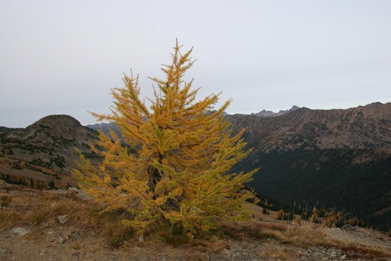 larch
