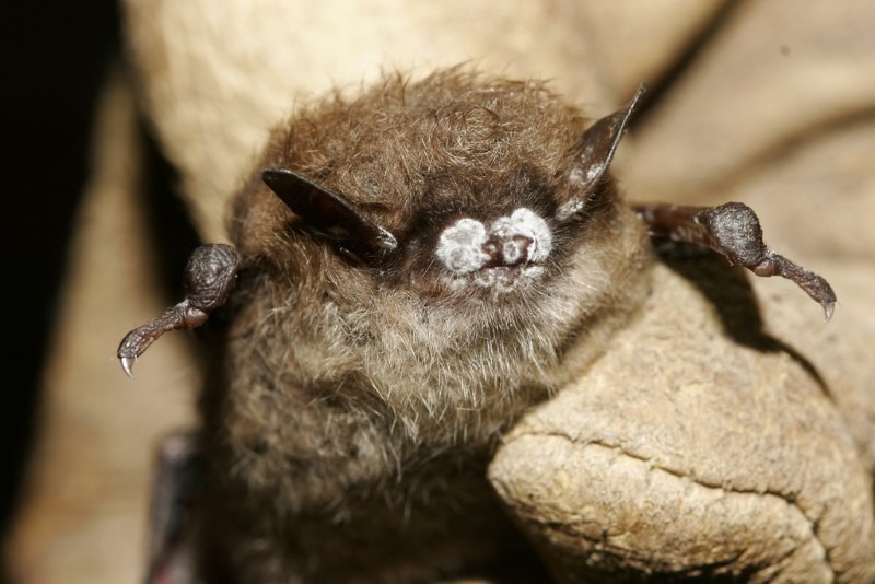bat-with-white-nose