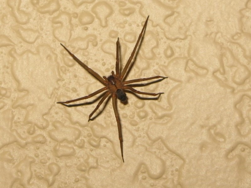 brown-recluse-spider