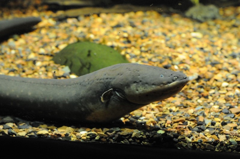 electric-eel