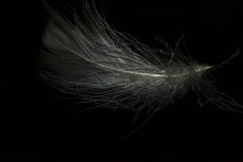 feather
