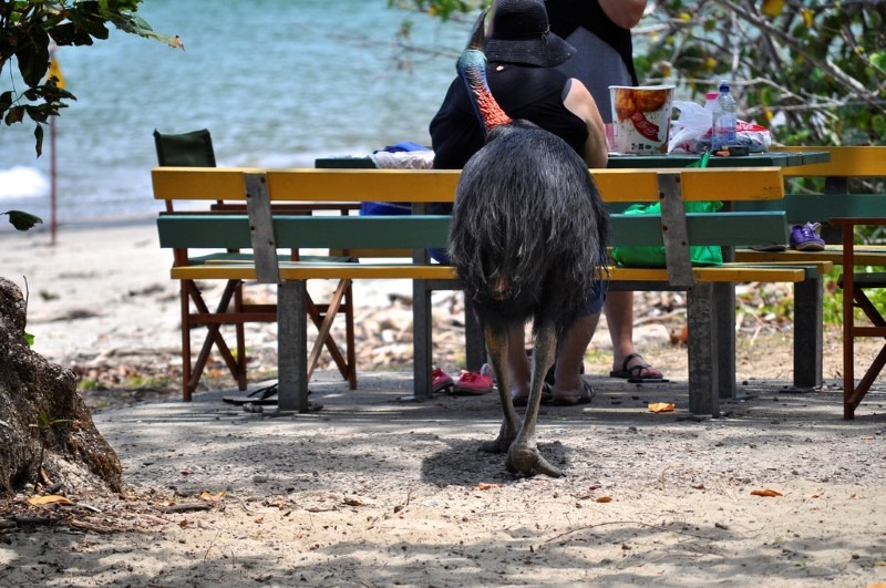 hungry-cassowary