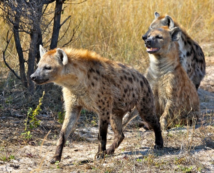 hyenas