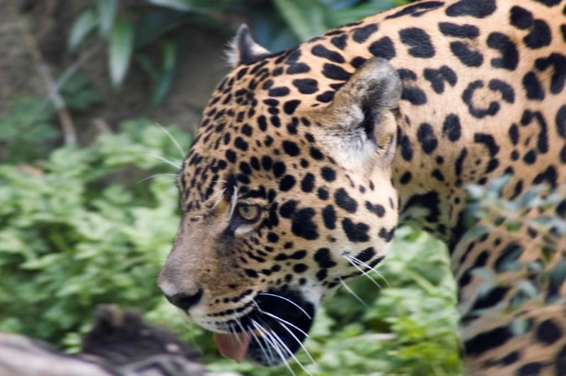 jaguar