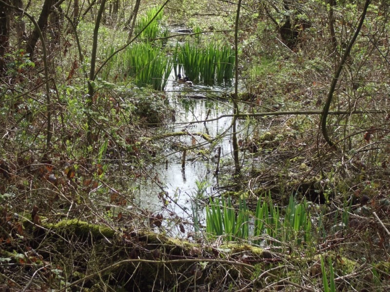 lost-in-the-swamp lost-in-the-swamp