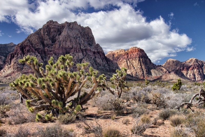 nevada