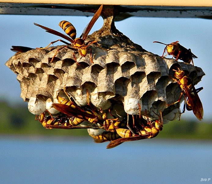 paper-wasps