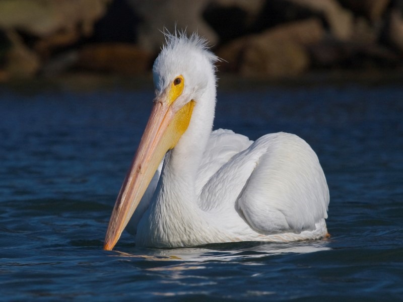 pelican