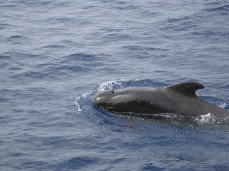 pilot-whale