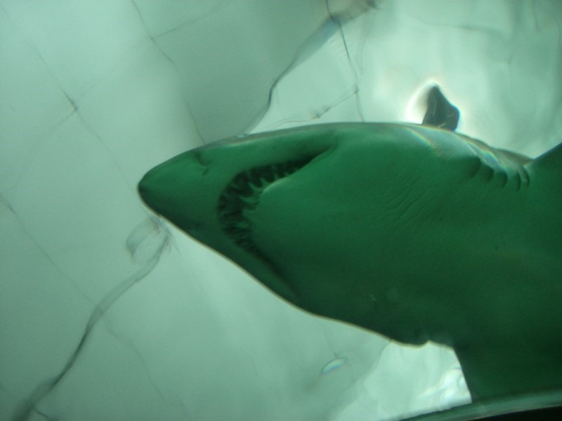 sharks-teeth