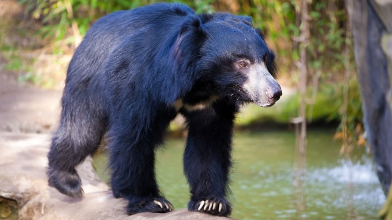 sloth-bear