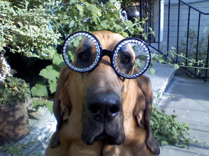 smart-dog