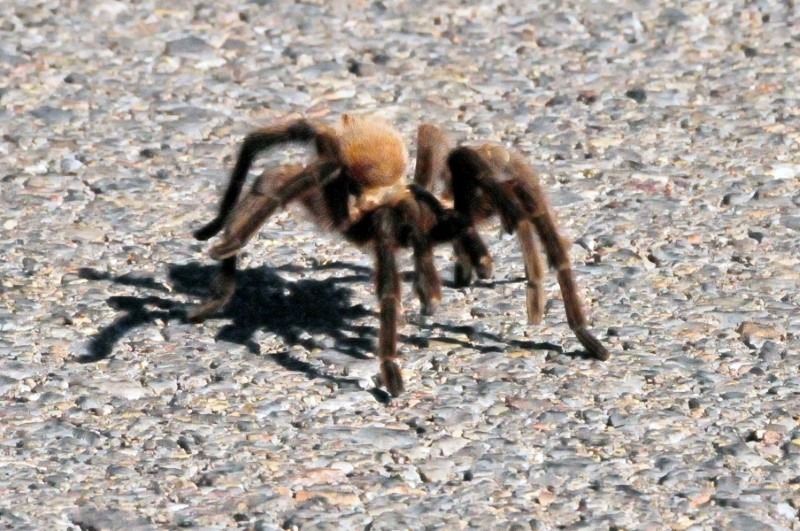 tarantula